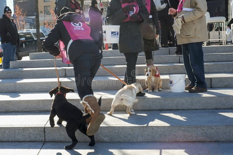 The Mira Foundation Fondation Mira is a Quebec-based community-based organization which pursues the following stated objective: `to bring greater autonomy to handicapped people and to facilitate their social integration by providing them with [guide and service] dogs that have been fully trained to accommodate each individual`s needs of adaptation and rehabilitation.` Mira assistance dogs are provided free of charge to disabled persons. The Mira Foundation Fondation Mira is a Quebec-based community-based organization which pursues the following stated objective: `to bring greater autonomy to handicapped people and to facilitate their social integration by providing them with [guide and service] dogs that have been fully trained to accommodate each individual`s needs of adaptation and rehabilitation.` Mira assistance dogs are provided free of charge to disabled persons.