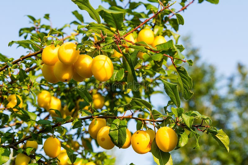 Mirabelle plum on the tree stock image. Image of flora 122134313