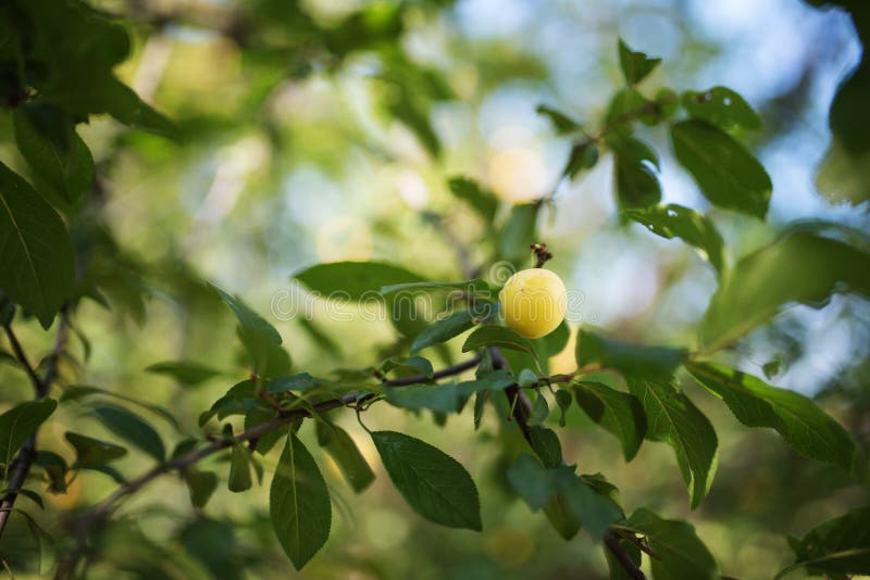 Mirabelle plum tree stock image. Image of orchard, fresh 75958451