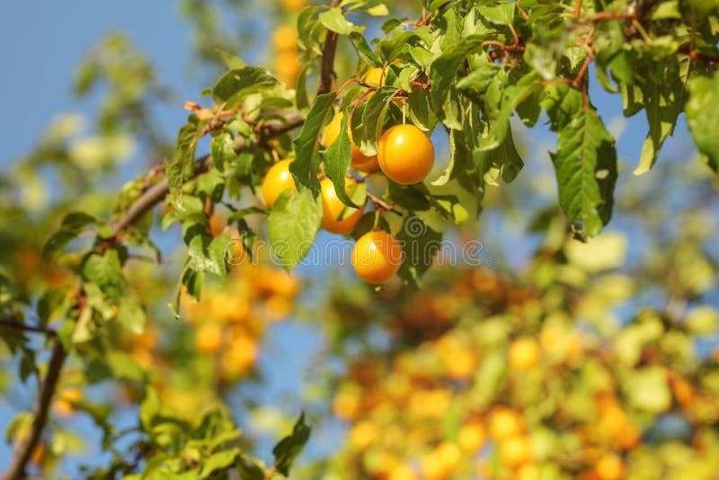 Red Mirabelle Plums / Prunes Prunus Domestica Syriaca Growing on Tree