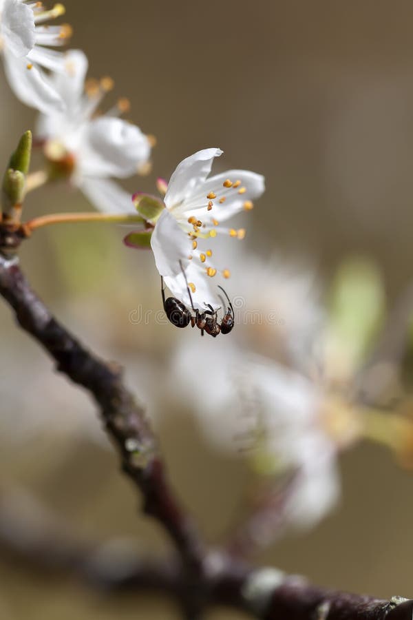 Mirabelle royalty free stock photos
