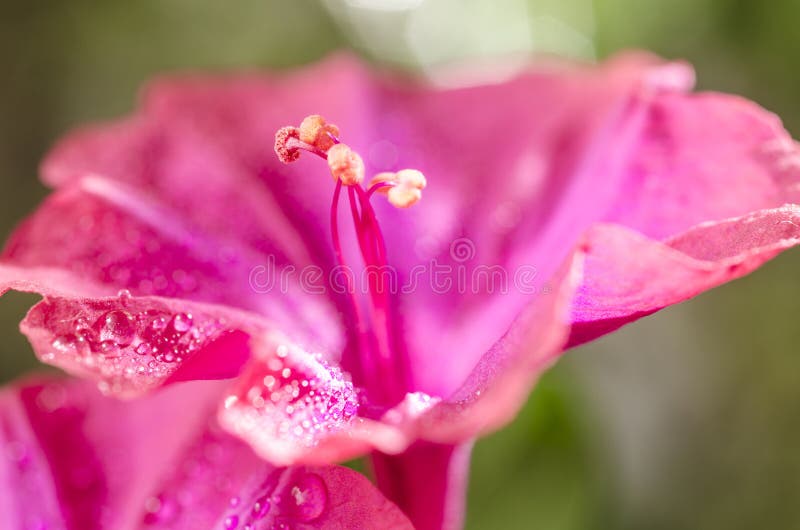 mirabilis jalapa pink flower