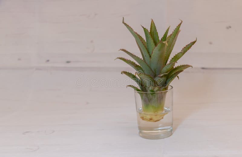 The Miracle of Plant Propagation in a Glass from Pineapple Top To