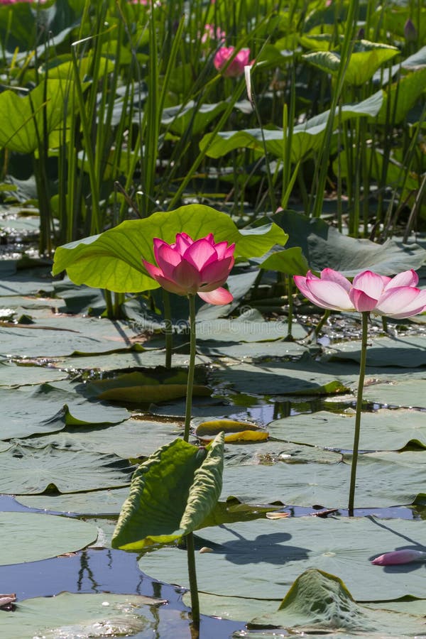 Miracolo rosa Delta di Volga fotografie stock Miracolo rosa Delta di Volga fotografie stock