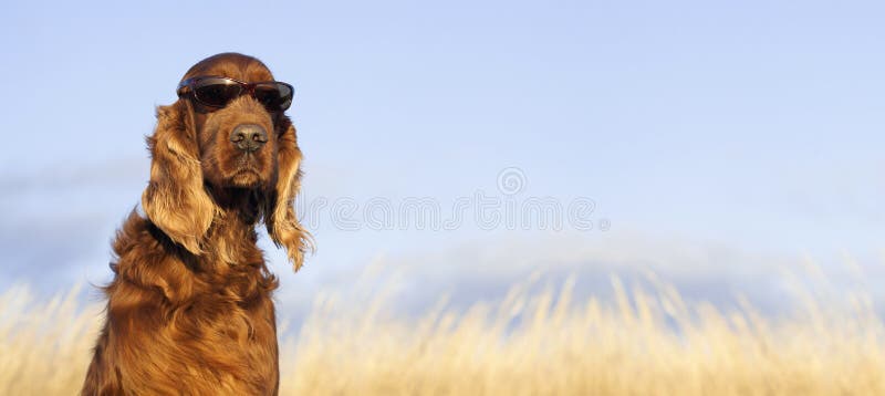 Mirada divertida del perro fotografía de archivo libre de regalías Mirada divertida del perro fotografía de archivo libre de regalías