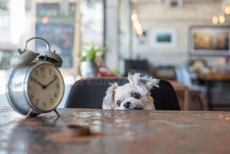 Mirada dulce del perro algo en cafetería con el reloj foto de archivo Mirada dulce del perro algo en cafetería con el reloj foto de archivo