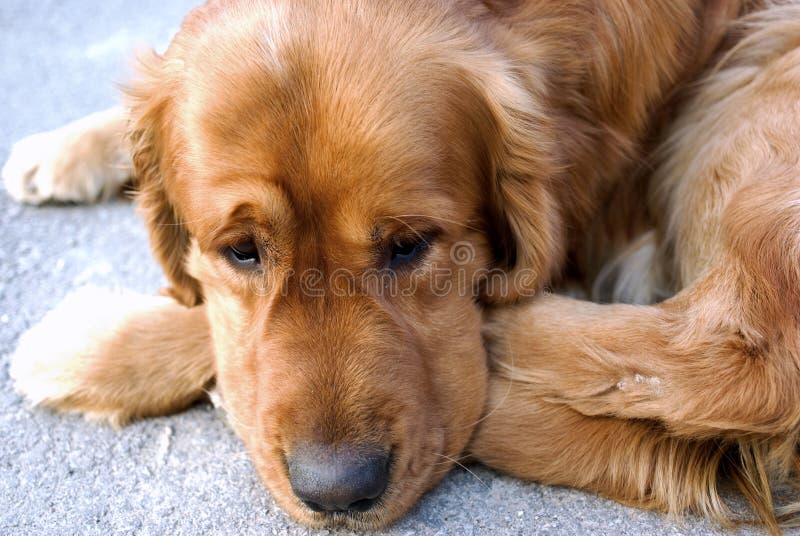 Mirada triste del perro