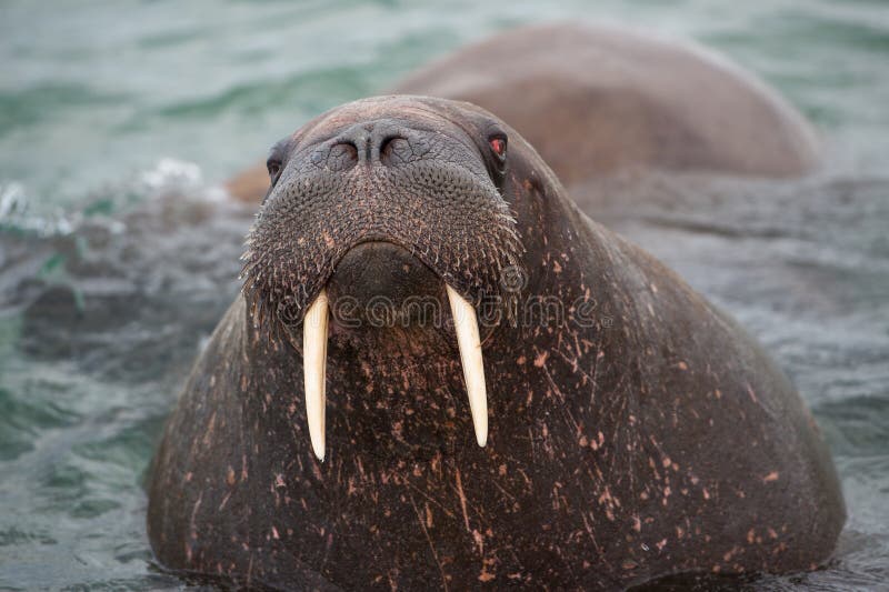 The hunt of walruses is strikly forbidden, because this animals are strong protected . A walrus can get a weight up to 1200 kilogram and an age of 40 years. The hunt of walruses is strikly forbidden, because this animals are strong protected . A walrus can get a weight up to 1200 kilogram and an age of 40 years