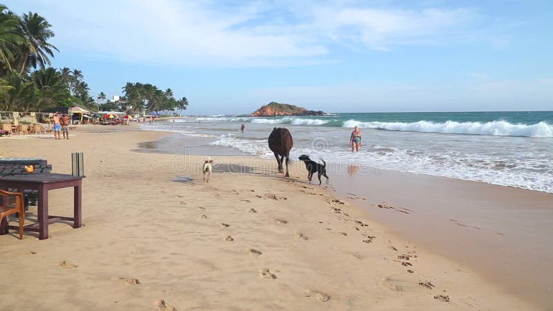 MIRISSA SRI LANKA - MARS 2014: Sikten av en ko jagade vid hundkapplöpning på stranden i Mirissa Denna lilla sandiga tropiska stra