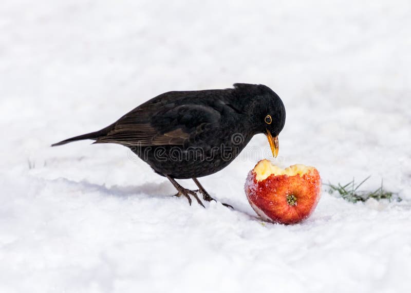 Mirlo común - merula del Turdus que come una manzana fotos de archivo libres de regalías Mirlo común - merula del Turdus que come una manzana fotos de archivo libres de regalías