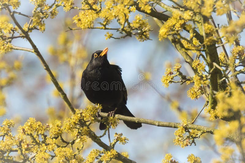 Mirlo (merula del turdus) que canta en un árbol fotos de archivo libres de regalías Mirlo (merula del turdus) que canta en un árbol fotos de archivo libres de regalías