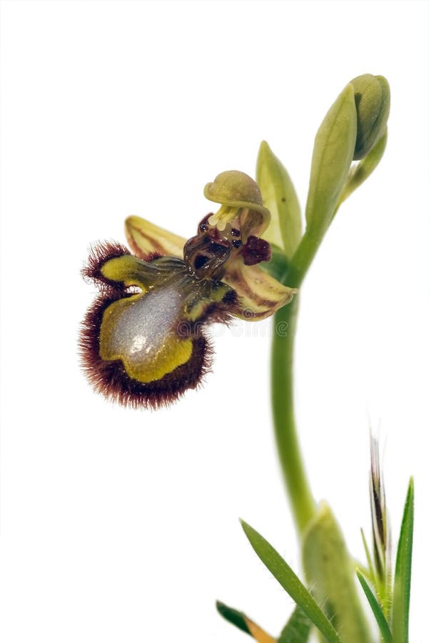 Mirror Bee Orchid