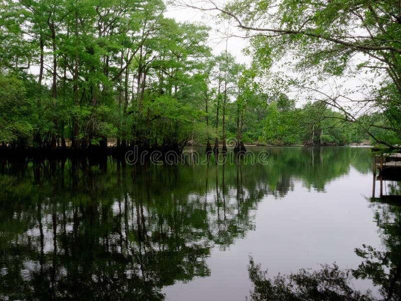 Reflections on the Black River Stock Photo Image of black, cypress