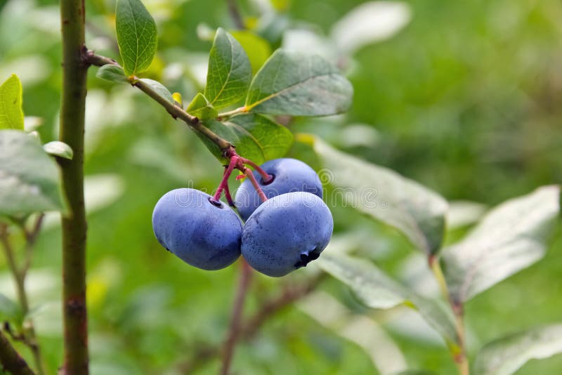 Mirtillo di palude (uliginosum del vaccinio). immagini stock libere da diritti Mirtillo di palude (uliginosum del vaccinio). immagini stock libere da diritti