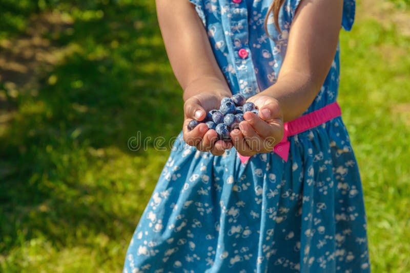 Mirtillo fresco maturo in mani della ragazza fotografia stock