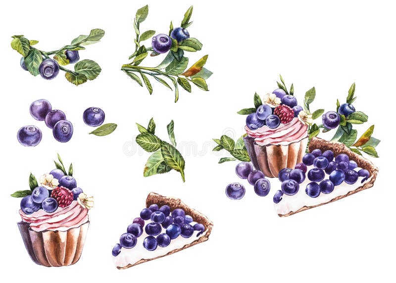 Mirtillo Illustrazione botanica di colore d'acqua Mirtillo per la pittura di acquerelli disegnato a mano su fondo bianco immagini stock libere da diritti