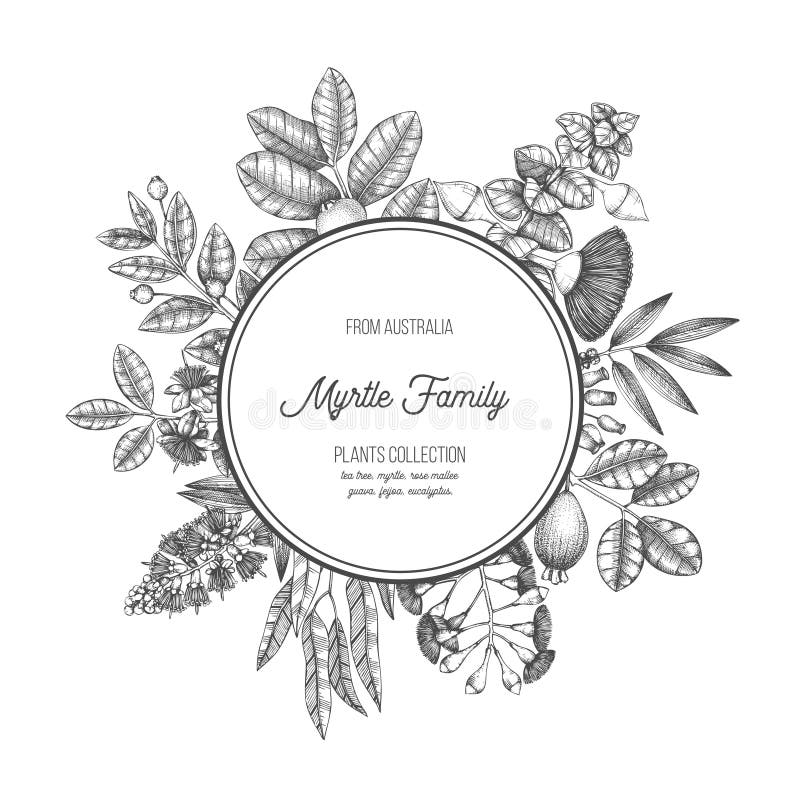 Mirtle planterar rund design Vektorramen med teträdet, eukalyptuns, guavan, myrtusen, feijoa skissar Medicinalväxter för nödvändi stock illustrationer Mirtle planterar rund design Vektorramen med teträdet, eukalyptuns, guavan, myrtusen, feijoa skissar Medicinalväxter för nödvändi stock illustrationer