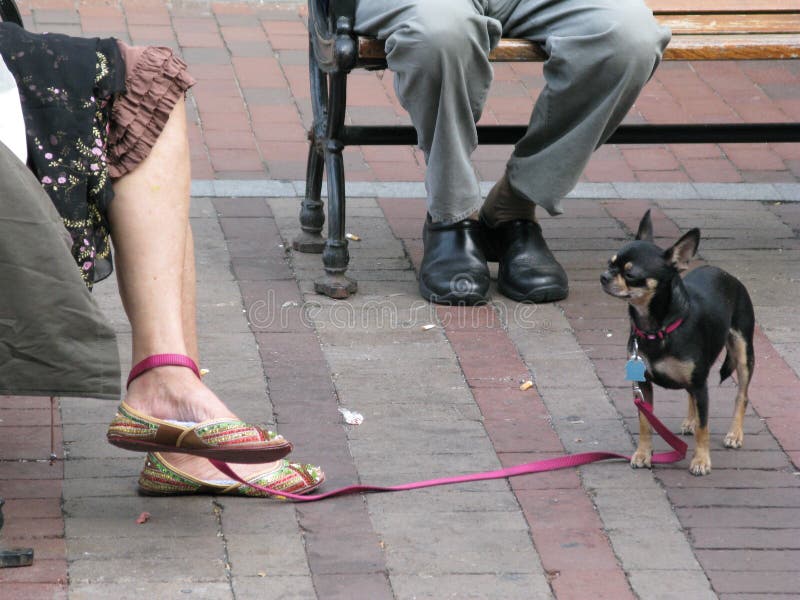 A dog standing on his loose, bright-pink leash, gazes dreamily at his mistresses decorative pink, gold and green sparkly slippers. Set against a man in dull grey pants and black shoes who`s foot stance looks proper in comparison. Humorous. A dog standing on his loose, bright-pink leash, gazes dreamily at his mistresses decorative pink, gold and green sparkly slippers. Set against a man in dull grey pants and black shoes who`s foot stance looks proper in comparison. Humorous.