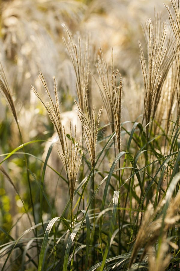 Miscanthus Silvergrass foto de archivo libre de regalías Miscanthus Silvergrass foto de archivo libre de regalías