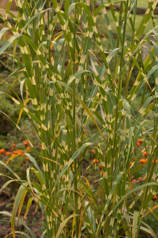 Miscanthussinensis `Zebra`.Zebra GrassMiscanthus Sinensis Stock Image Image of flower