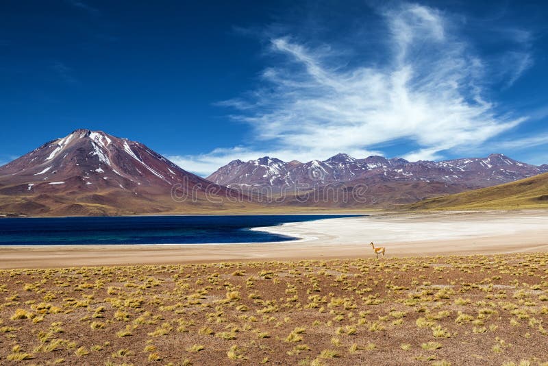 Miscanti laguna w Atacama pustyni zdjęcia stock Miscanti laguna w Atacama pustyni zdjęcia stock