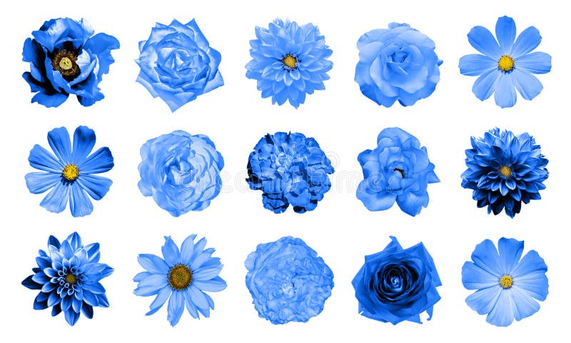 Mix collage of natural and surreal blue flowers 15 in 1: dahlias, primulas, perennial aster, daisy flower, roses, peony isolated on white. Mix collage of natural and surreal blue flowers 15 in 1: dahlias, primulas, perennial aster, daisy flower, roses, peony isolated on white