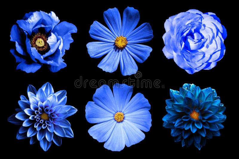 Mix collage of natural and surreal blue flowers 6 in 1: dahlias, primulas, rose and peony isolated on black. Mix collage of natural and surreal blue flowers 6 in 1: dahlias, primulas, rose and peony isolated on black