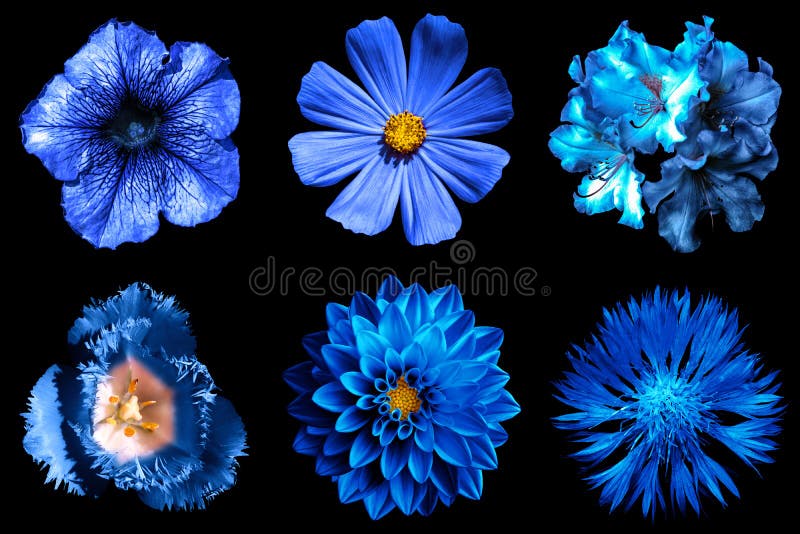 Mix collage of blue flowers 6 in 1 isolated on black. Mix collage of blue flowers 6 in 1 isolated on black