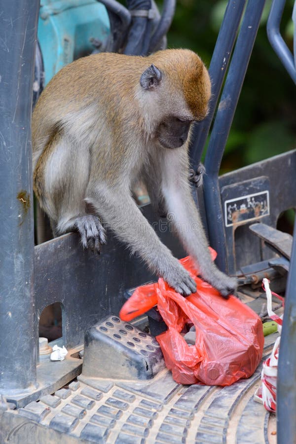 Longtailed Macaque Monkey in Singapore Searching a Bag for Something