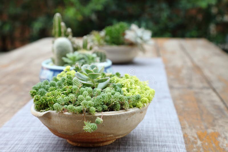 Mischungsvielzahl von saftigem und von sedum verzierend als Zimmerpflanze für die begrenzte Raumgartenarbeit lizenzfreie stockfotos Mischungsvielzahl von saftigem und von sedum verzierend als Zimmerpflanze für die begrenzte Raumgartenarbeit lizenzfreie stockfotos