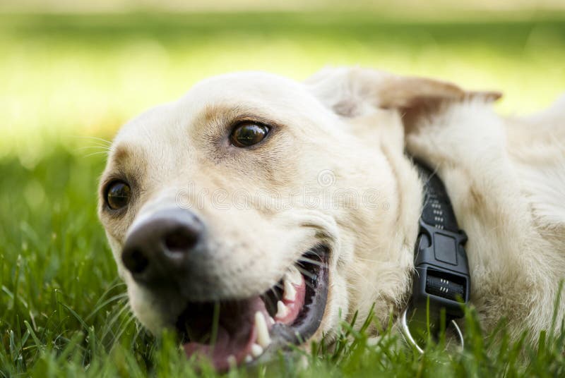 Mischzuchtweißer Hund, Der Hoch Springt, Um Dogfood Zu Fangen