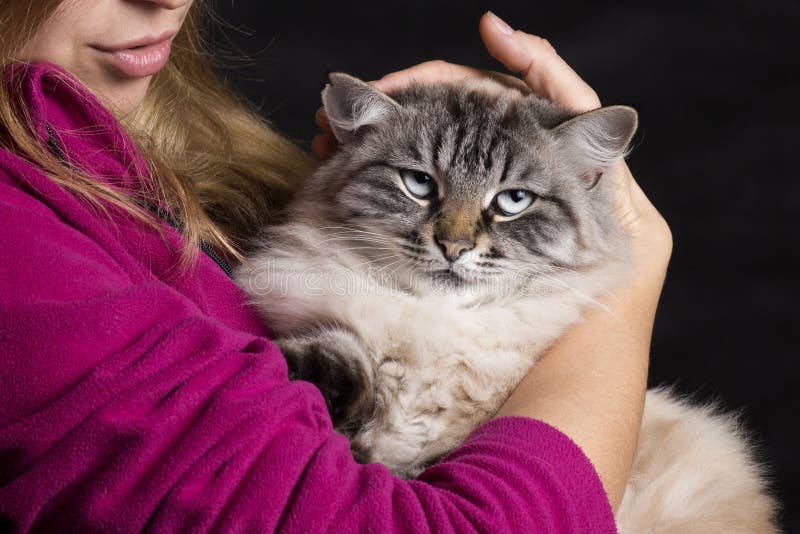 Missbelåten Siamese katt i armarna av en kvinna royaltyfria foton Missbelåten Siamese katt i armarna av en kvinna royaltyfria foton