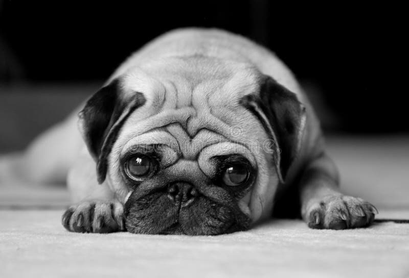 El perro (doguillo) acostada sobre el alfombra, buscando triste ojos.