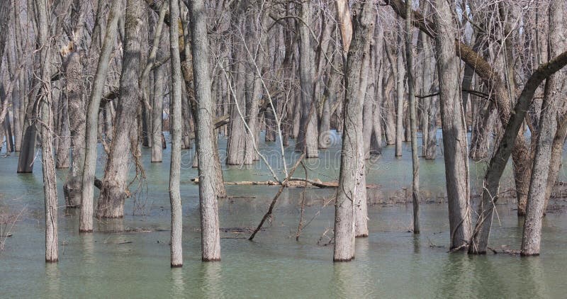 Mississippi River Deluge