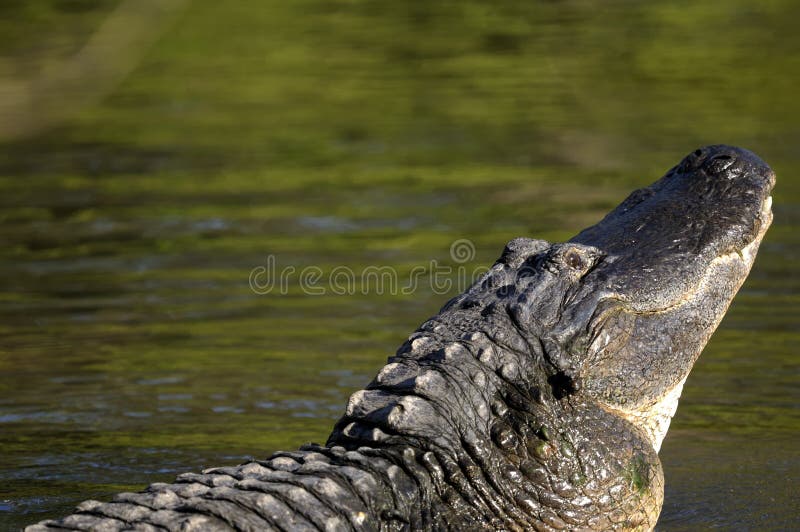 Mississippiensis d'alligator, alligator américain photos stock Mississippiensis d'alligator, alligator américain photos stock