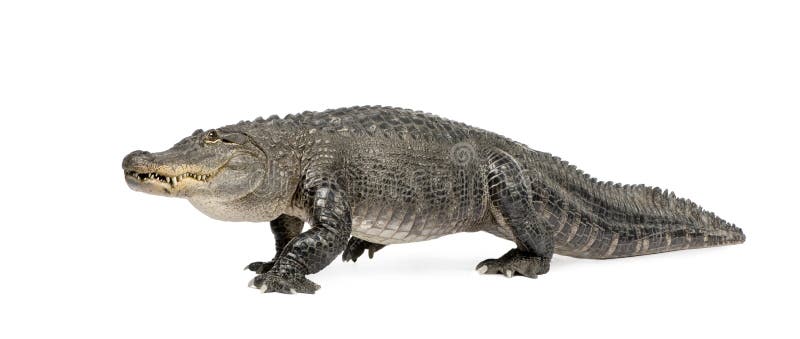 Mississippiensis del coccodrillo - (30 anni) immagini stock libere da diritti Mississippiensis del coccodrillo - (30 anni) immagini stock libere da diritti