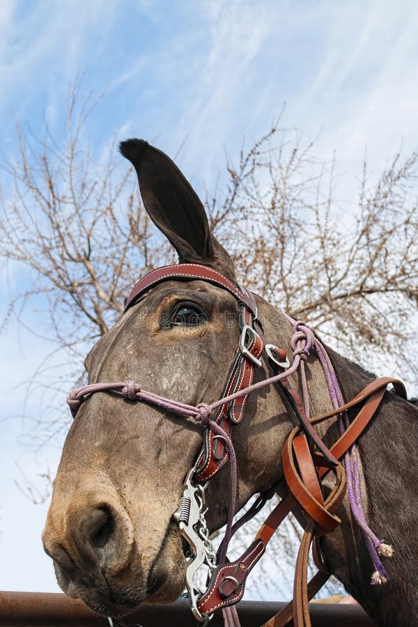 Missouri mule,bridle,equestraine