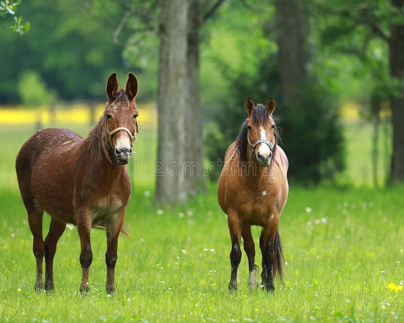 A Missouri mule and horse companion