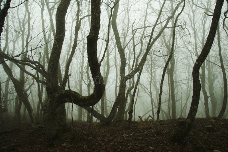 Mist in autumn forest