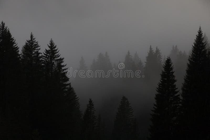 Mist forest in Dolomites mountains, Alps, Italy