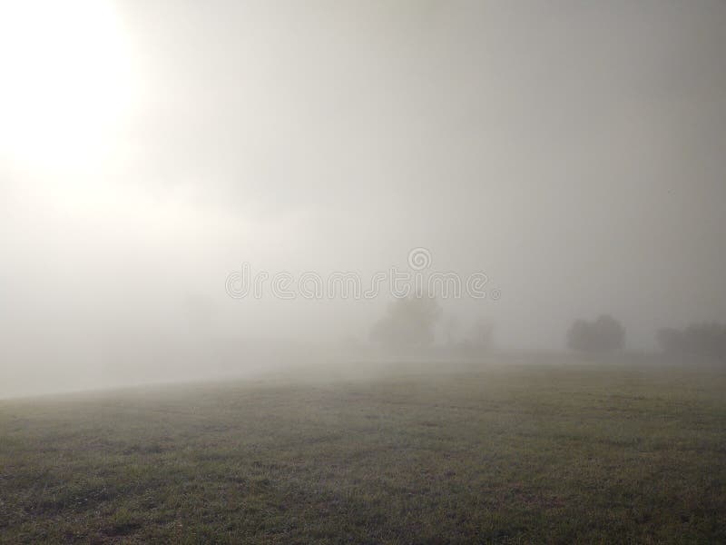 Mist in the forest. Sunrays behind the trees.