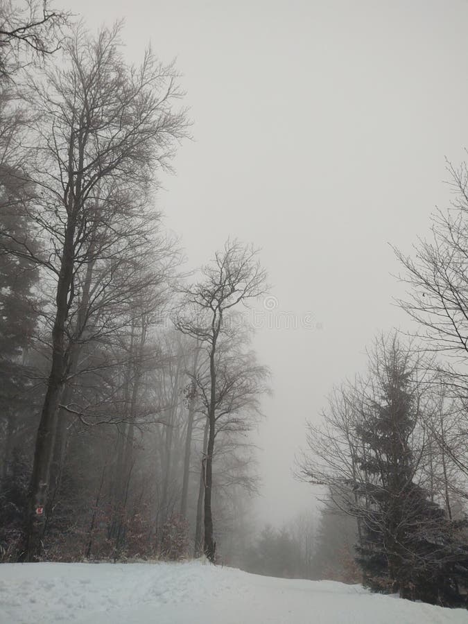 Mlha v lese. Sluneční paprsky za stromy.