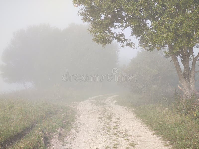 Mist in the forest. Sunrays behind the trees.