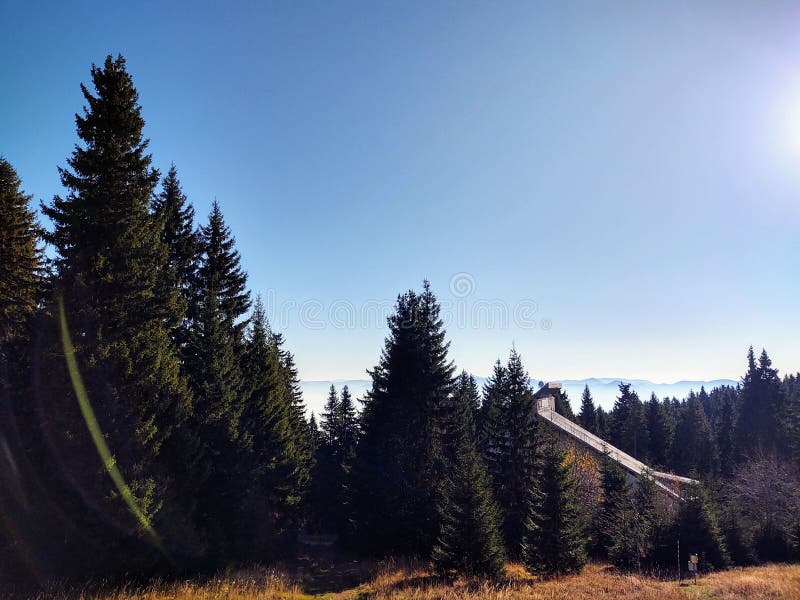 Mist in the forest. Sunrays behind the trees.