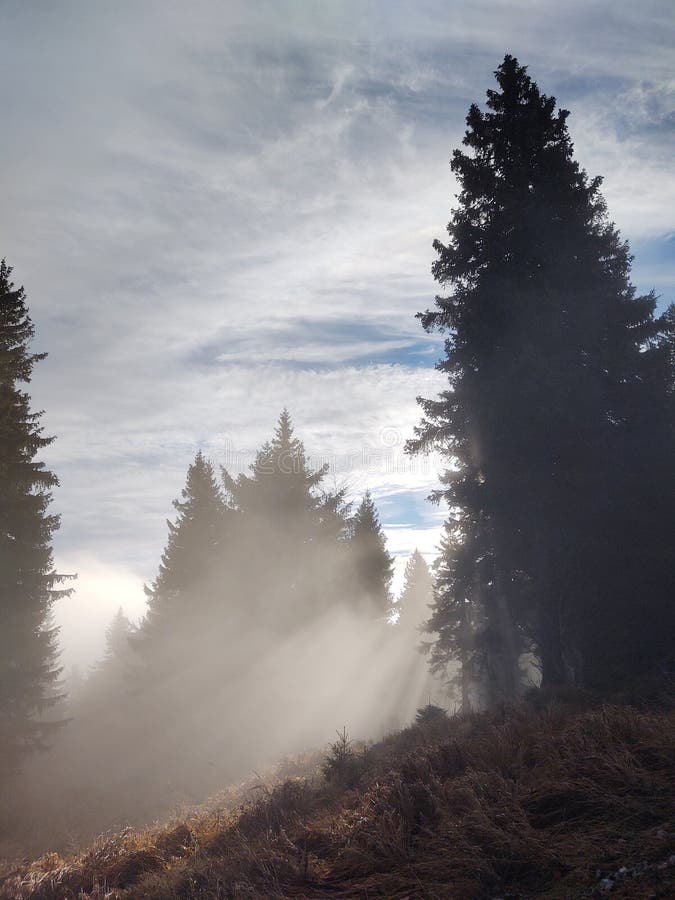 Mist in the forest. Sunrays behind the trees.