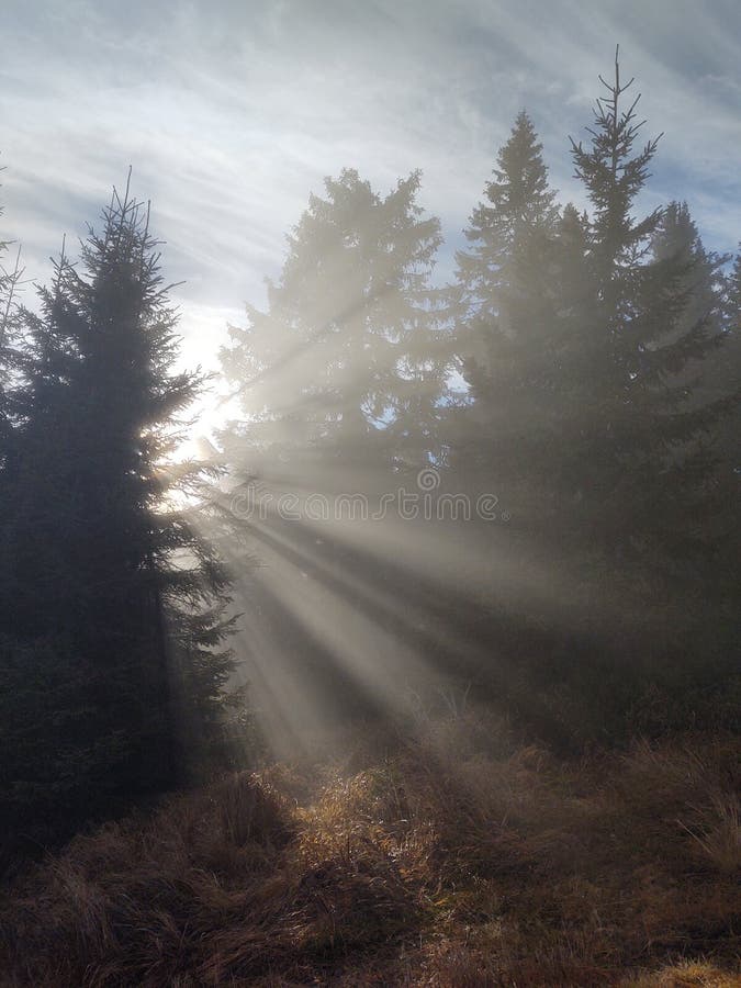 Mist in the forest. Sunrays behind the trees.