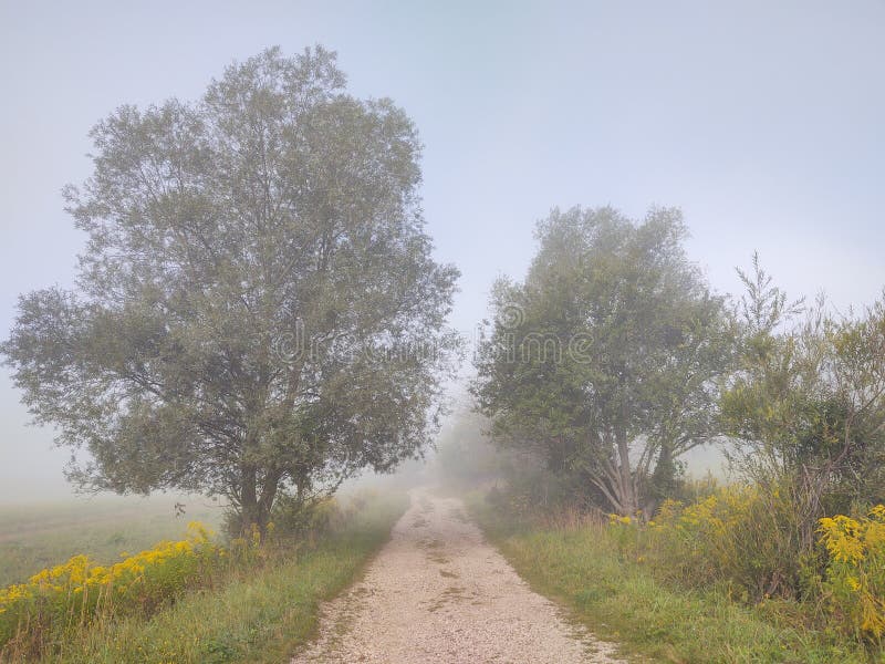 Mist in the forest. Sunrays behind the trees.