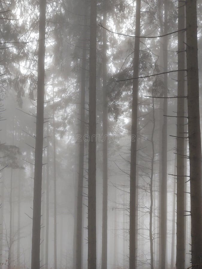 Mist in the forest. Sunrays behind the trees.