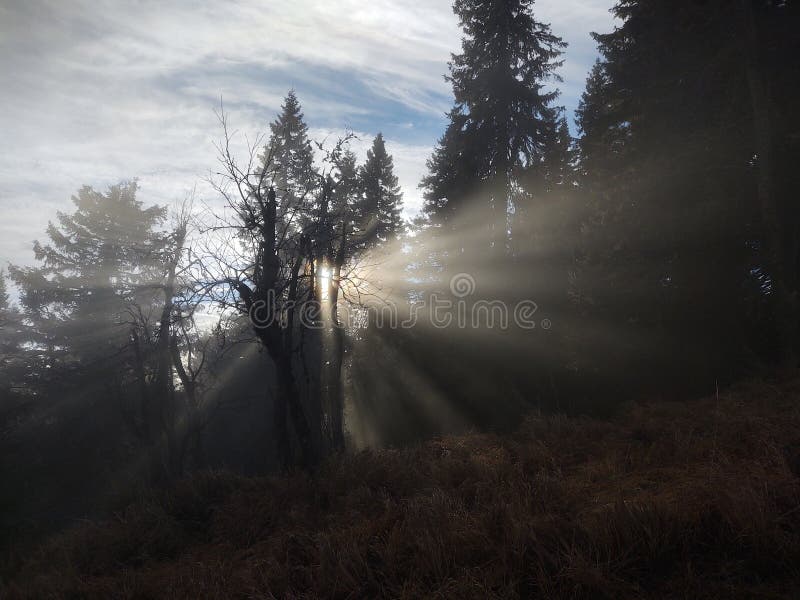 Mist in the forest. Sunrays behind the trees.