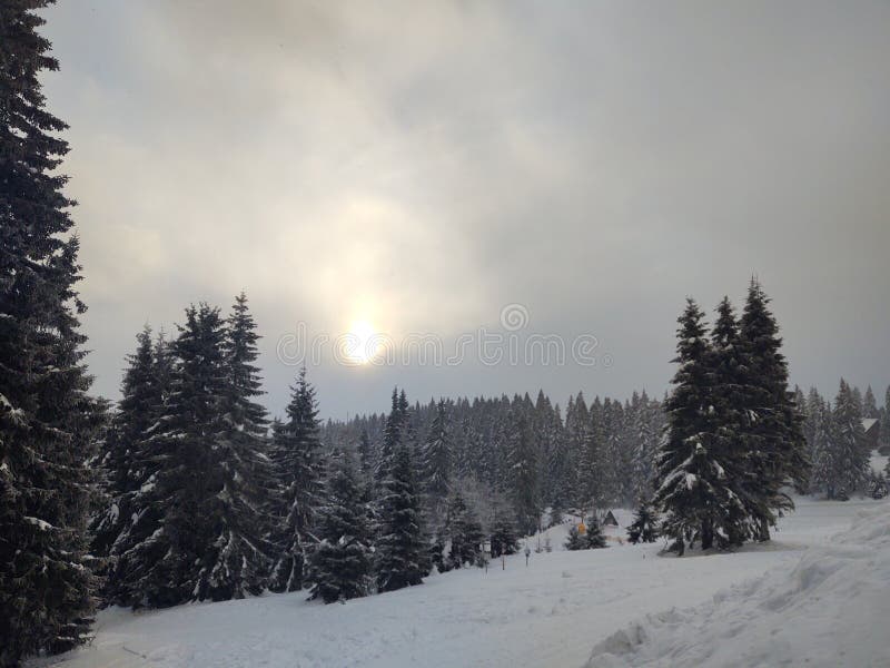 Mist in the forest. Sunrays behind the trees.